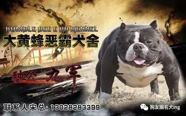 无人听令空有威风恶霸不过地头虫打一生肖详细解答、解释与落实、构建解答解释落实