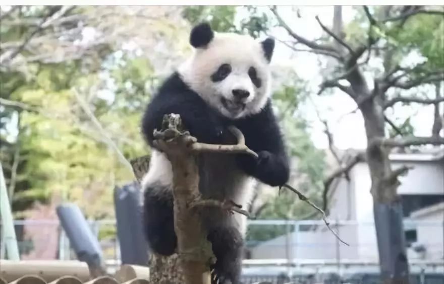 春秋动物有特出，三四八取其尾数打一准确生肖的警惕虚假宣传-全面释义、实证解答解释落实