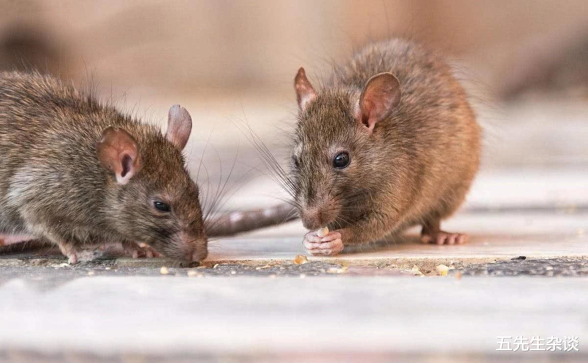 过街老鼠打一个准确生肖精选解析、解释与落实、统计解答解释落实