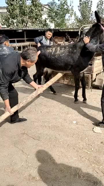 卸磨杀驴打一正确生肖、警惕虚假宣传-全面释义、实时解答解释落实