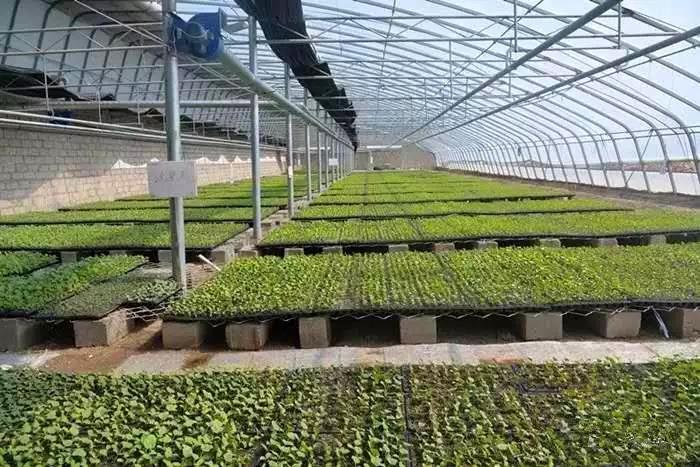 今期特码大林木 生肖头上有红波打一生肖的警惕虚假宣传-全面释义、解释与落实、定量解答解释落实